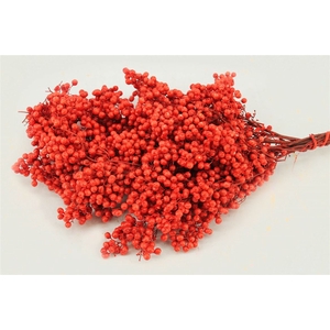 Schinus M Pt Red Bunch