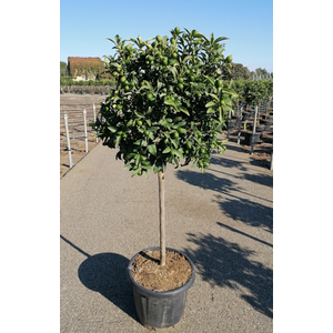 Citrus hystrix