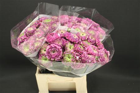 <h4>Cl Pon Pon Lila</h4>