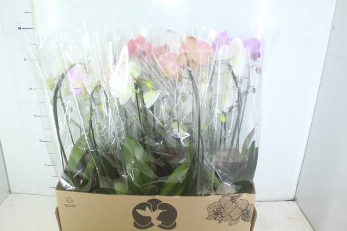 <h4>PHALAENOPSIS CASCATA P12</h4>