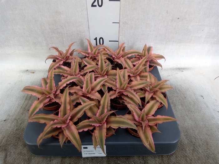 Cryptanthus bivittatus 'Pink Starl'