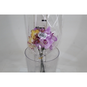 PHALAENOPSIS MISTO