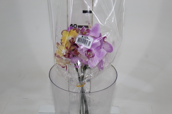 <h4>PHALAENOPSIS MISTO</h4>