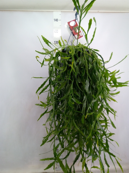 Rhipsalis   ...