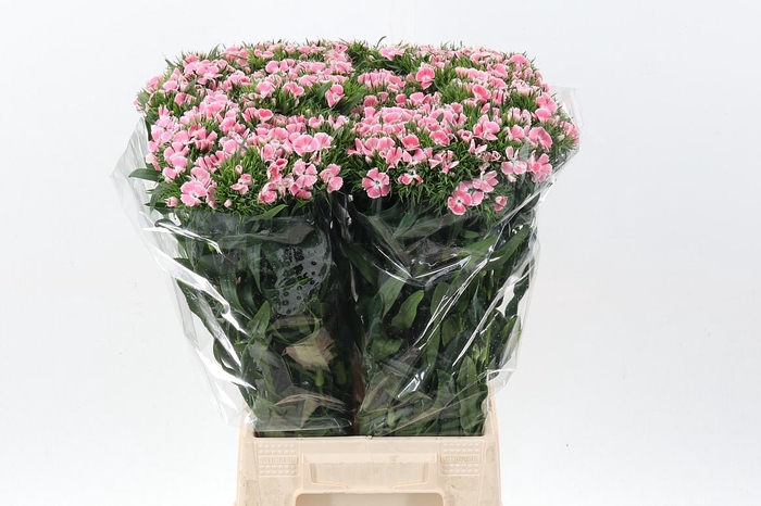 <h4>Di Barb Lindo</h4>