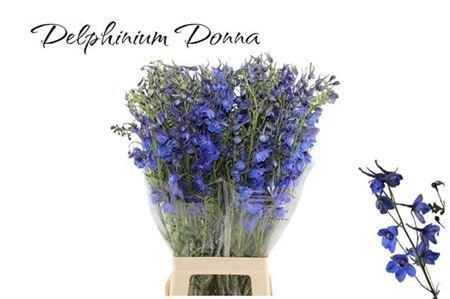 <h4>Delph En Donna</h4>