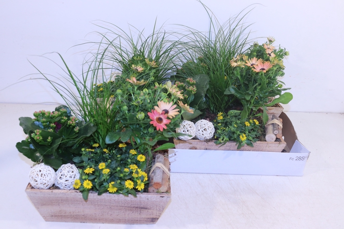 <h4>ARR TUINPLANTEN</h4>