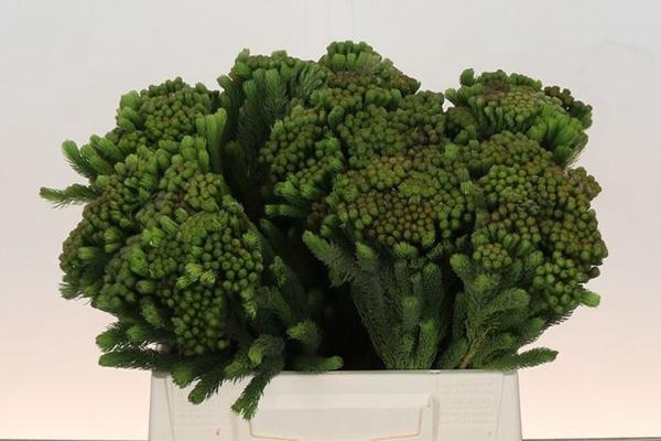 <h4>BRUN ALBIFLORA</h4>