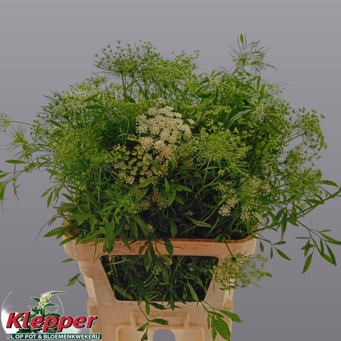 <h4>AMMI MAJUS GRACELAND</h4>