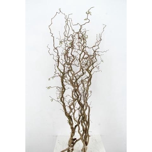 CORYL AV CONTORTA 2 JARIG 140CM