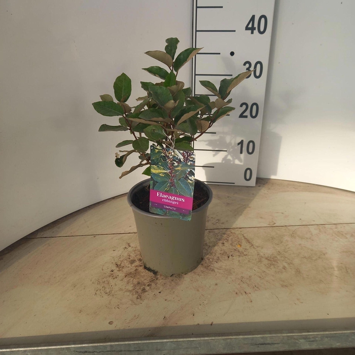 <h4>Elaeagnus ebbingei</h4>