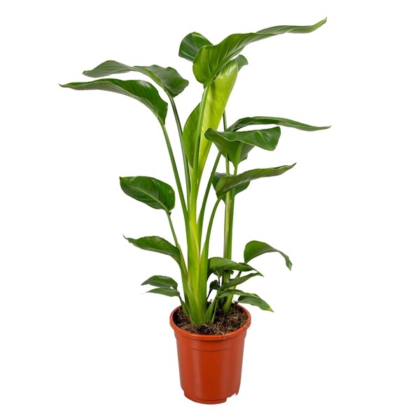 <h4>Strelitzia Nicolai 3 stek 70-80cm</h4>