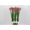 Nerine Katjana