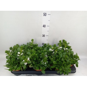 Scaevola  'Whirlwind White'