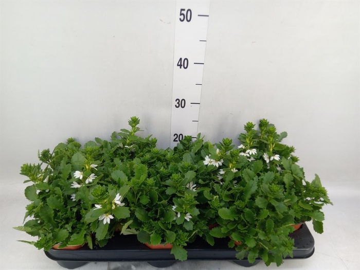 <h4>Scaevola  'Whirlwind White'</h4>