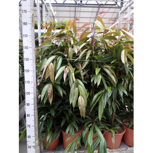 Ficus binn. 'Amstel King'