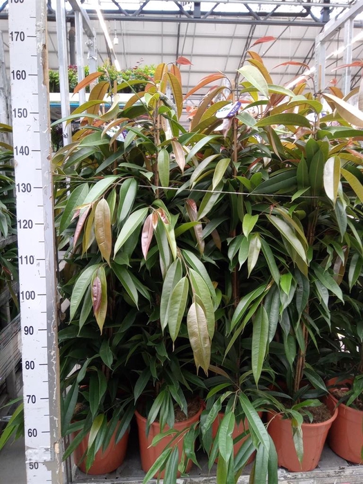 <h4>Ficus binn. 'Amstel King'</h4>