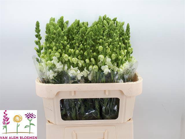 <h4>ANTIR ANTIBES WHITE</h4>