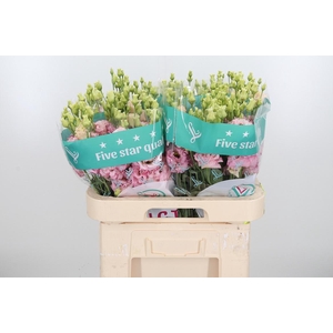 Eus G Alissa Ligh Pi