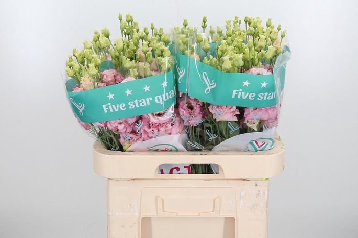 <h4>Eus G Alissa Ligh Pi</h4>