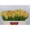 Leucadendron Goldstrike