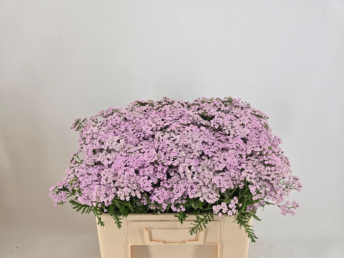 <h4>Achil M Lilac Beauty</h4>