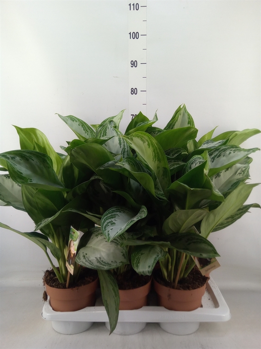 <h4>Aglaonema  'Silver Bay'</h4>