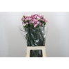 Dianthus St Purple Damascus