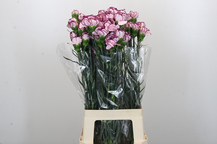 Dianthus St Damascus