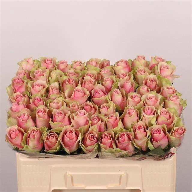 <h4>R GR BELLE ROSE</h4>