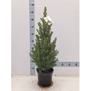 PICEA GL CONICA