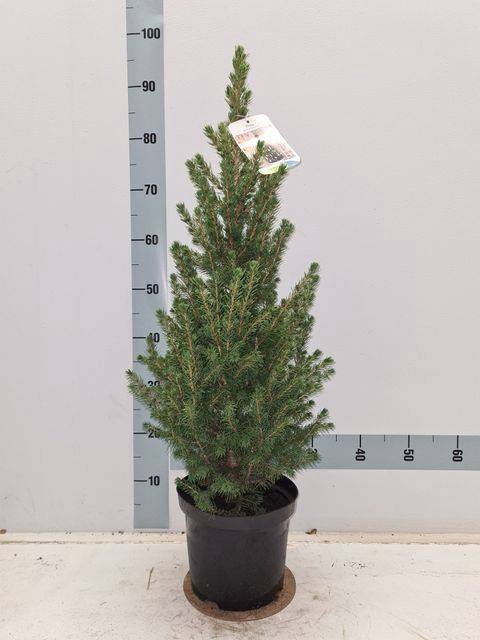 <h4>PICEA GL CONICA</h4>