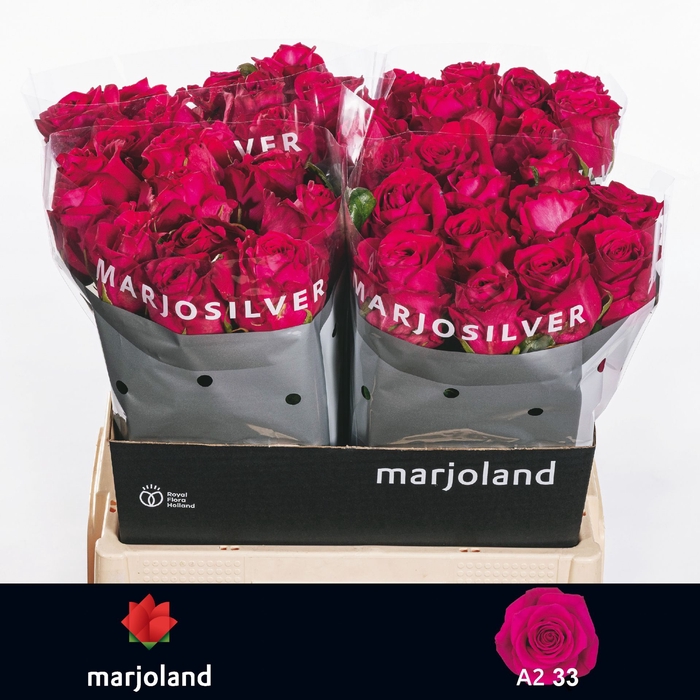 <h4>R Gr Xoch Marjoland A2</h4>