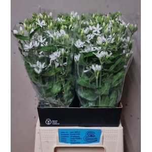 OXY CO  ALBA
