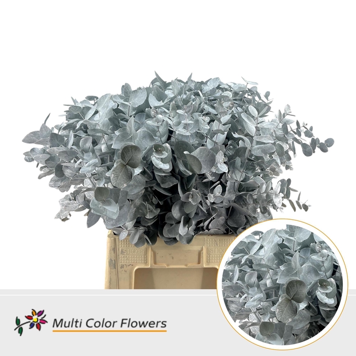 <h4>Eucalyptus cinerea Frost Wit</h4>
