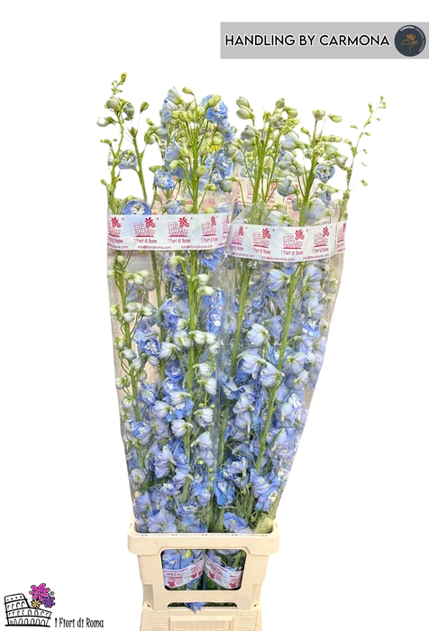 <h4>DELPH DU AUR L BLUE</h4>