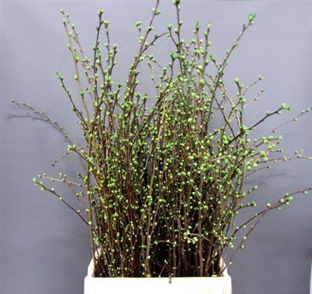 <h4>Kersebloesem P Bos</h4>