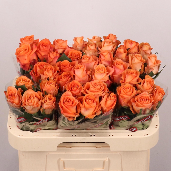 <h4>R GR ON FIRE</h4>