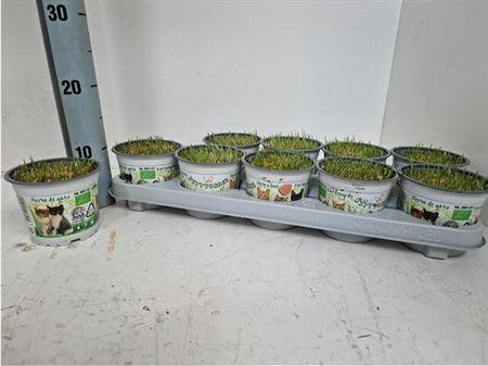 Kattegras