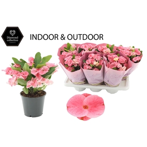 Euphorbia Milii 14 cm Charlotte in Couture Diamond Line Pink sleeve