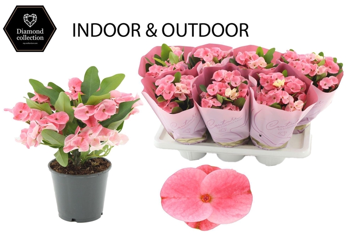 <h4>Euphorbia Milii 14 cm Charlotte in Couture Diamond Line Pink sleeve</h4>