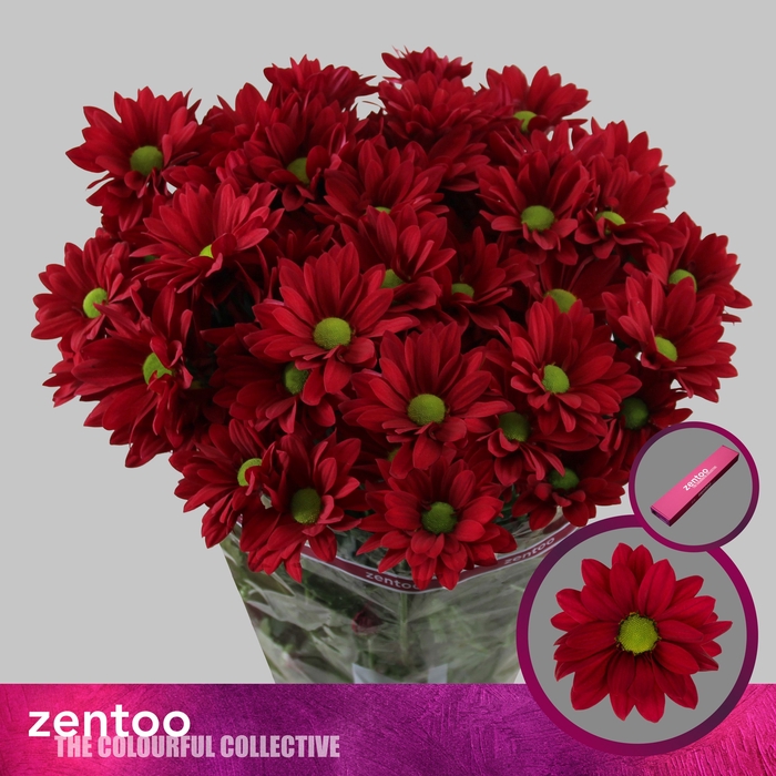 <h4>Chr T Ruby Star</h4>