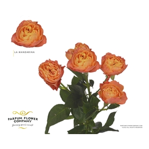 Rosa Spray La Mandarina