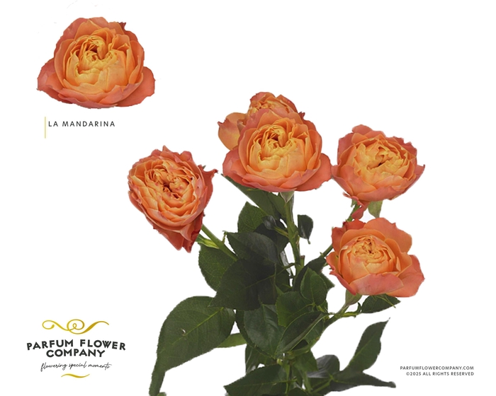 Rosa Spray La Mandarina