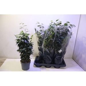 arr8 Fic Be Danielle