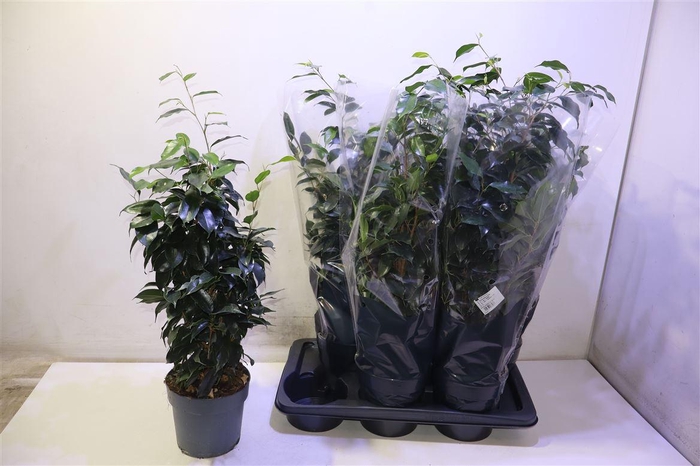 <h4>arr8 Fic Be Danielle</h4>