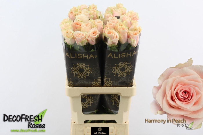 <h4>R Gr Harmony Peach</h4>