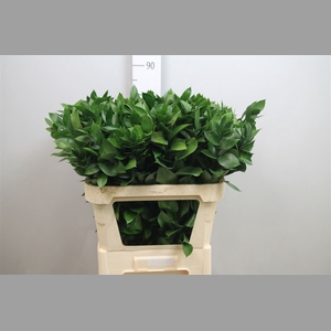 Ruscus Hypophyllum