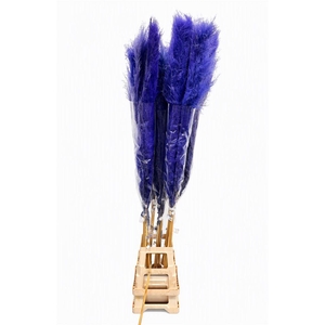 Dried Cortaderia Dadang Lilac 170 Cm P Stem