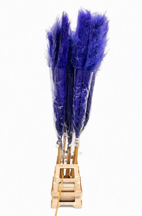 <h4>Dried Cortaderia Dadang Lilac 170 Cm P Stem</h4>